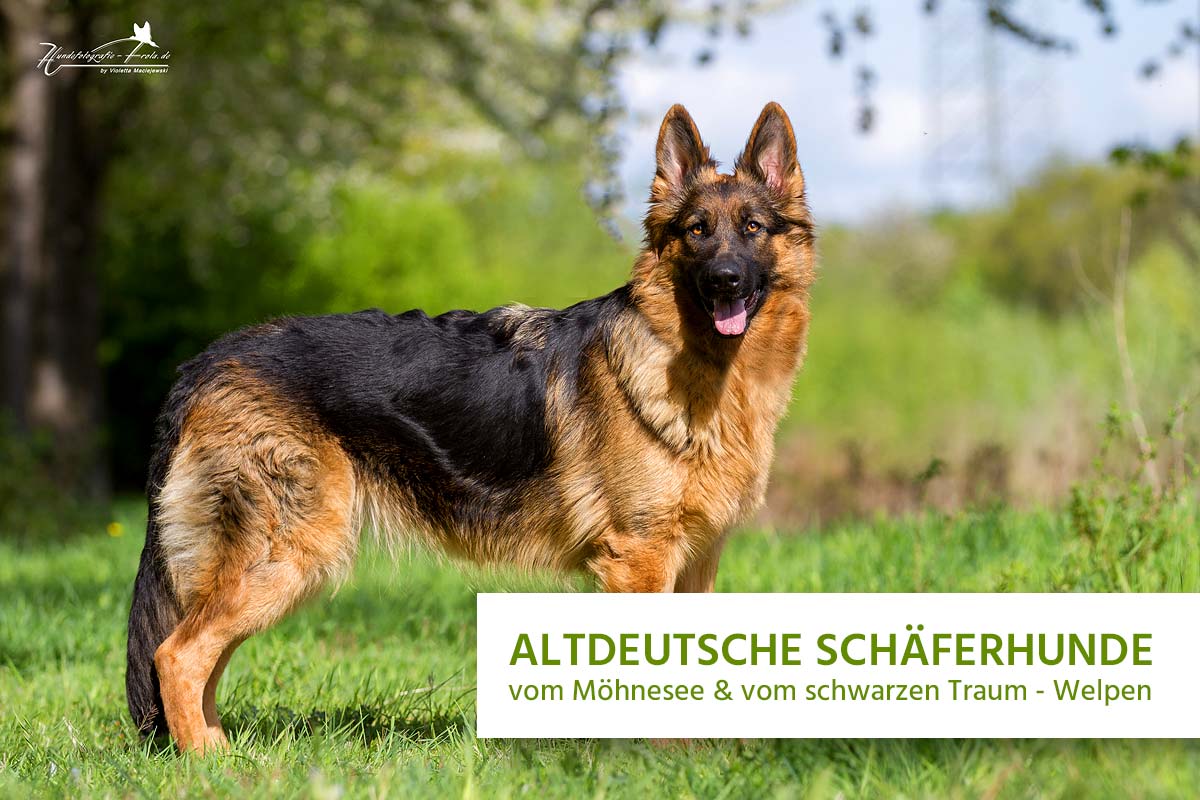 Hedendaags Oud-Duitse herdershonden vom Möhnesee & vom schwarzen Traum – Pups VV-41