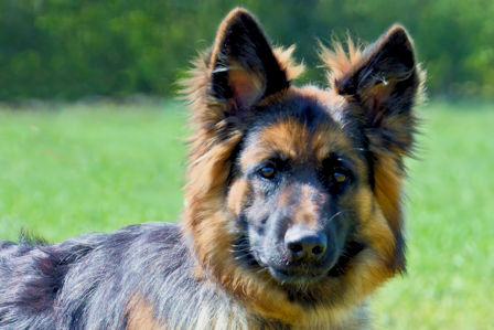 Gipsy vom schwarzen Traum, HD-ED und DM-frei