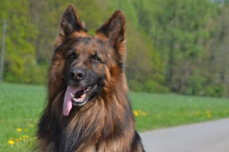 Timo"Ben" vom Petershagener Wald, HD-ED und DM-frei