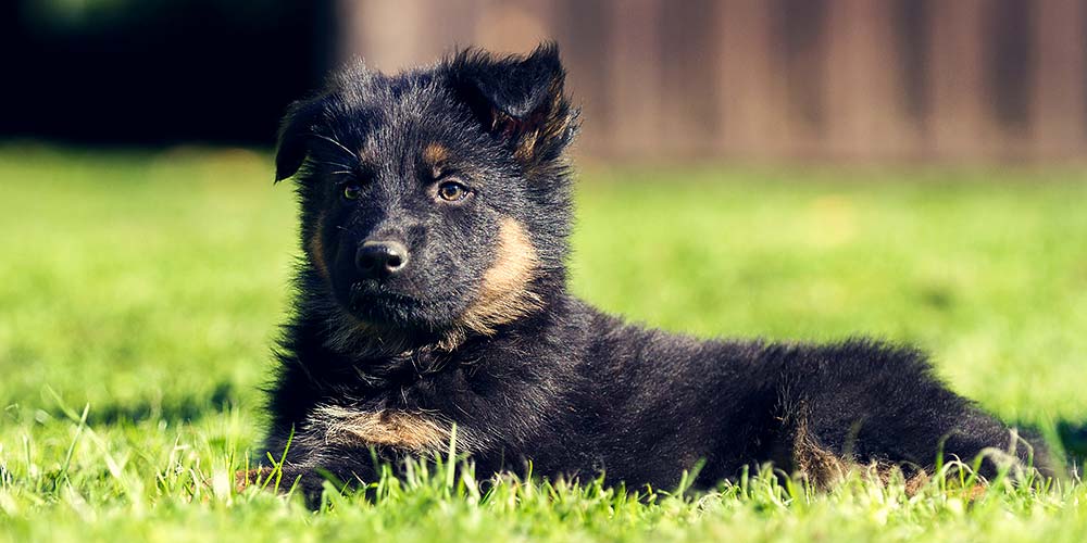 Altdeutscher Schäferhund