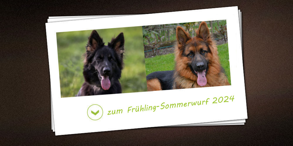 Frühling-Sommerwurf 2024 der Zuchtstätte vom Möhnesee