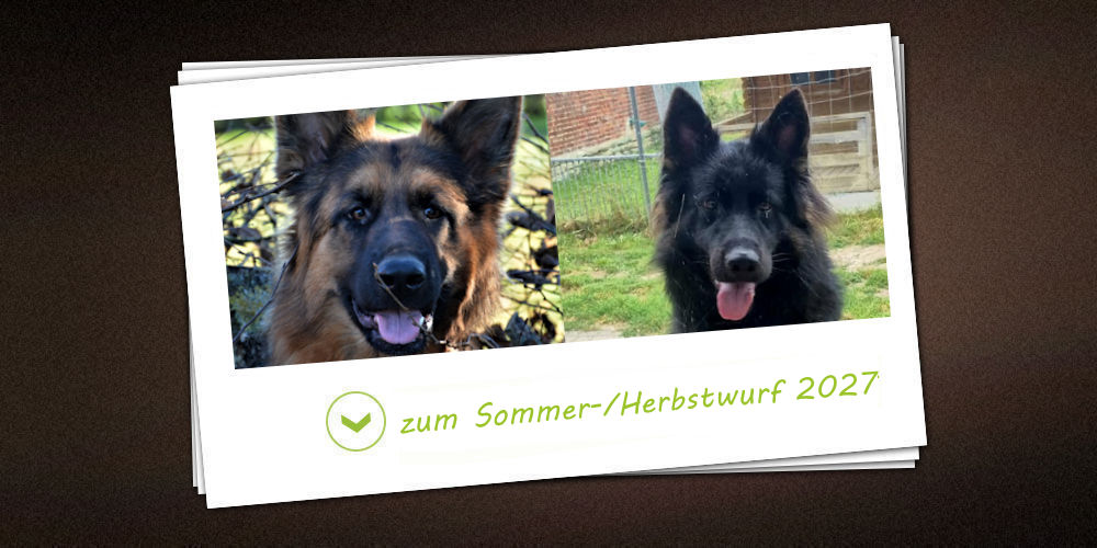 Sommer-/Herbstwurf 2027 der Zuchtstätte vom Möhnesee