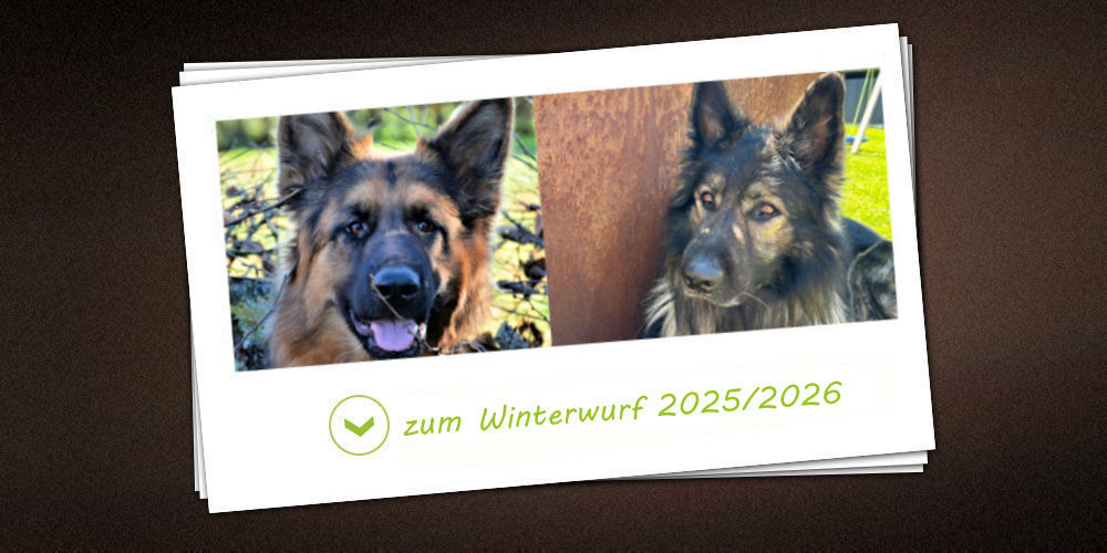Winterwurf 2025/2026 der Zuchtstätte vom Möhnesee