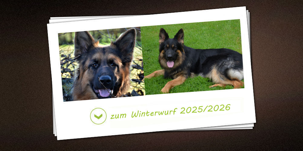 Winterwurf 2025/2026 der Zuchtstätte vom Möhnesee