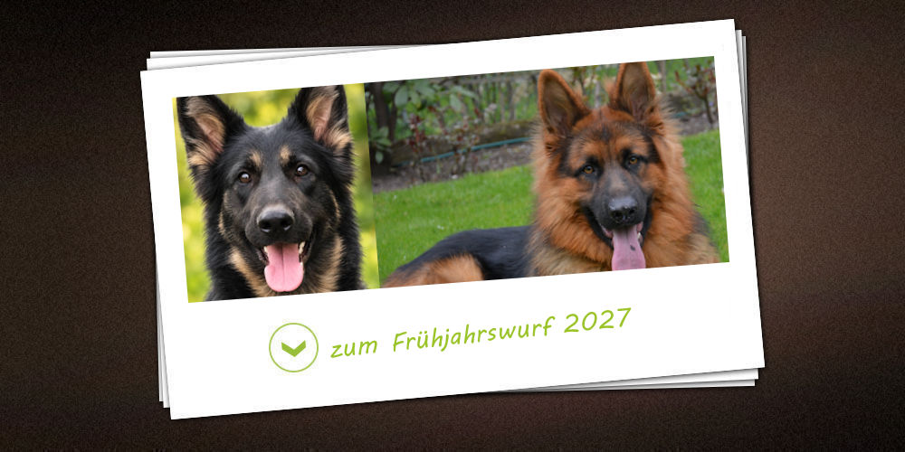 Frühjahrswurf 2027 der Zuchtstätte vom Möhnesee