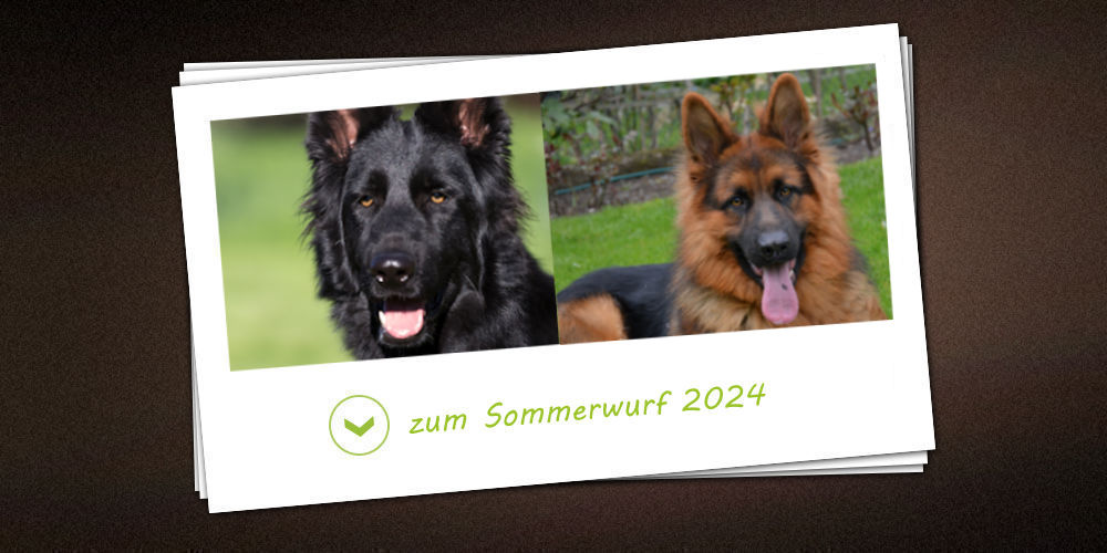 Sommerwurf 2024 der Zuchtstätte vom Möhnesee