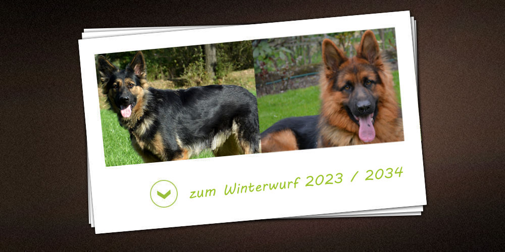 Winterwurf 2023/2024 der Zuchtstätte vom vom schwarzen Traum