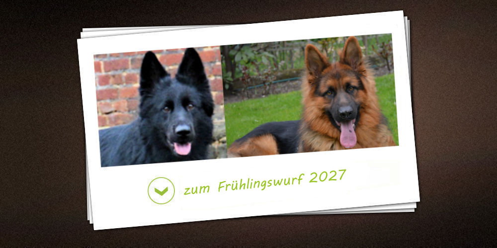 Frühlingswurf 2027 der Zuchtstätte vom schwarzen Traum