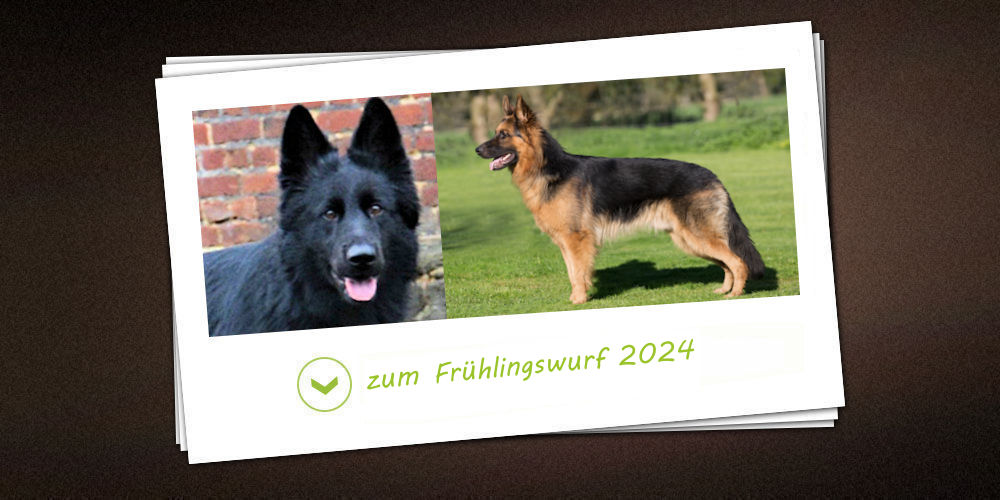 Frühlingswurf 2024 der Zuchtstätte vom schwarzen Traum