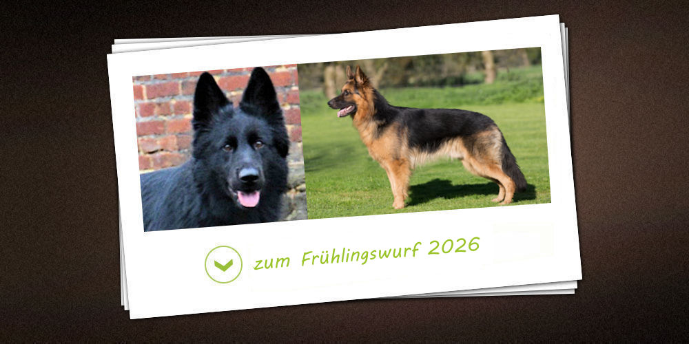 Frühlingswurf 2026 der Zuchtstätte vom schwarzen Traum