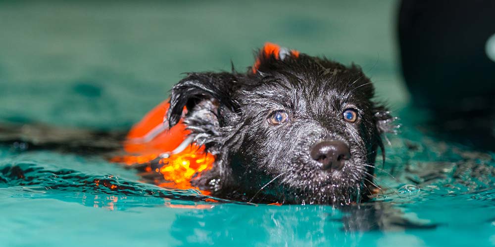 Schwimmen mit einem 8-Wochen-Welpen