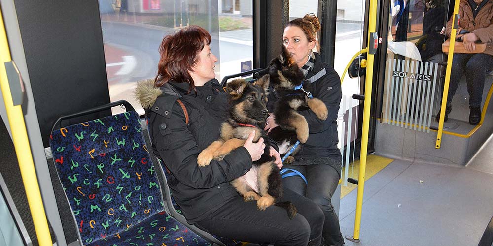 Busfahren, Welpe 7 Wochen